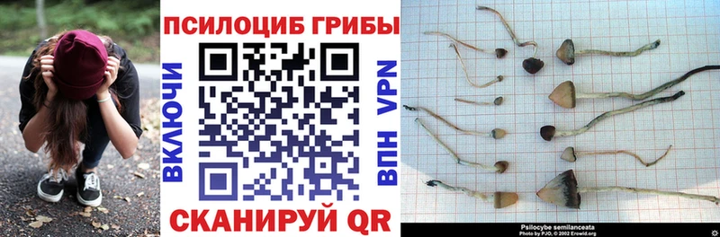 Галлюциногенные грибы MAGIC MUSHROOMS  даркнет сайт  Судогда 